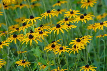 field of yellow flowers