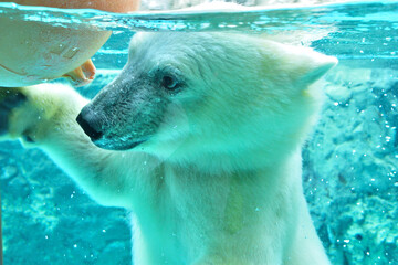 動物園のシロクマ