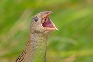 Derkacz (Crex crex)