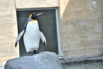 動物園のキングペンギン