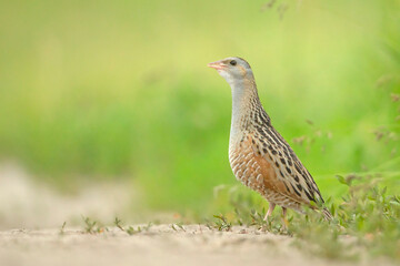 Derkacz (Crex crex) © Grzegorz