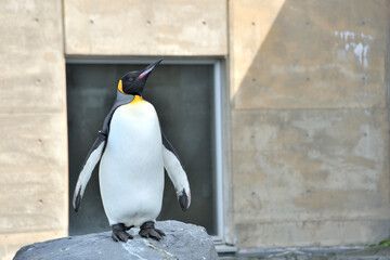 動物園のキングペンギン