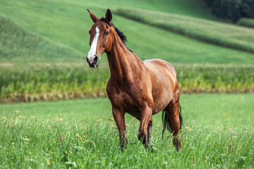 Naklejka na ściany i meble Portrait of a brown bay warmblood horse gelding running across a summer pasture outdoors