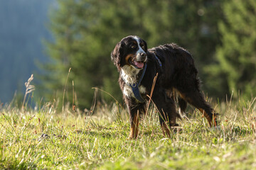 Portrait of a young bernese mountain crossbreed dog on a meadow in summer outdoors during sundown