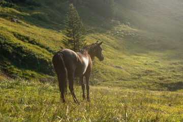 Portrait of a horse grazing on a mountain pasture in the alps of allgäu and austria