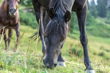 Fotobehang Portrait of a horse grazing on a mountain pasture in the alps of allgäu and austria © Annabell Gsödl