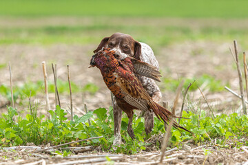 Working dog: Portrait of a braque francais hound retrieving a pheasant during hunting training
