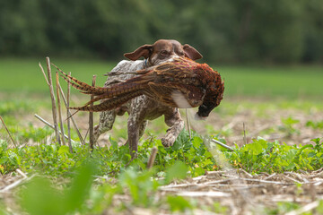 Working dog: Portrait of a braque francais hound retrieving a pheasant during hunting training