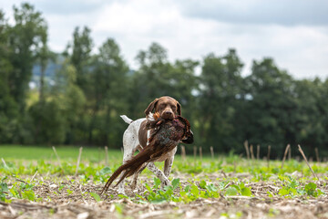 Working dog: Portrait of a braque francais hound retrieving a pheasant during hunting training