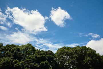 Minimalist Cloudy Sky with Green Trees