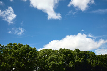 Fototapeta na wymiar Minimalist Cloudy Sky with Green Trees