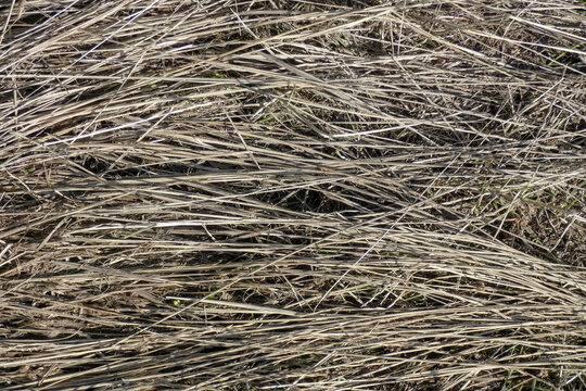 fond foin paille texture herbe secheresse