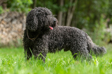 Portrait of a cute french barbet water dog hound breed in late summer outdoors