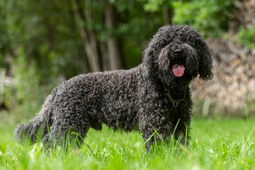 Portrait of a cute french barbet water dog hound breed in late summer outdoors