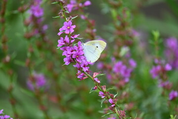 ミソハギの花とチョウ