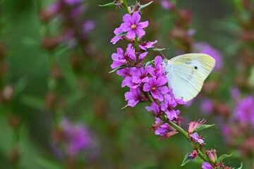 ミソハギの花とチョウ