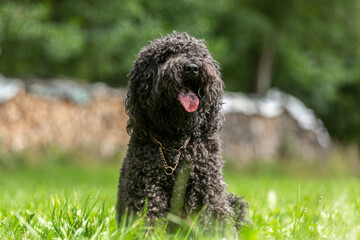 Portrait of a cute french barbet water dog hound breed in late summer outdoors