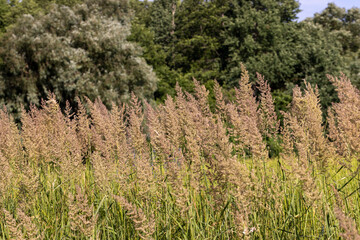 green grass in a field in the summer, a field with