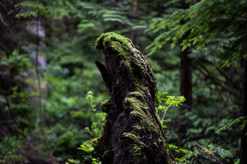 moss covered tree