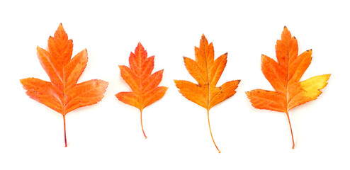 Fototapeta premium Four unique colorful autumn leaves of orange and yellow color isolated on a white background