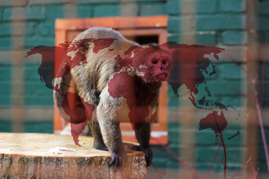 Monkeypox new disease dangerous over the world. Monkeypox virus pandemic. Red background. Virus transmitted to humans from animals. Pox virus vaccine. Smallpox test.  Pandemic. World map, USA