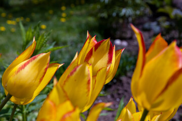Yellow-red tulips in the garden in summer