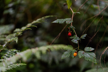 wild raspberries
