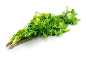 Fresh harvested Coriander (Coriandrum sativum) or Pakchee, also known as Chinese parsley, Dhania, or Cilantro, isolated on white.