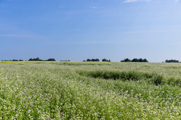 Agricultural field with white flowers for honey