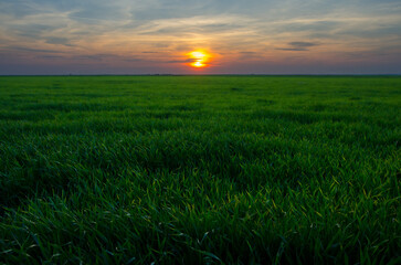 Green wheat fields at spring sunrise