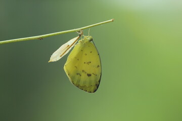 a yellow butterfly just emerging from its cocoon on a green background