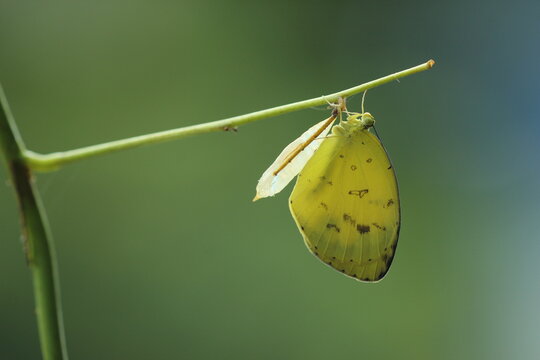 A Yellow Butterfly Just Emerging From Its Cocoon On A Green Background