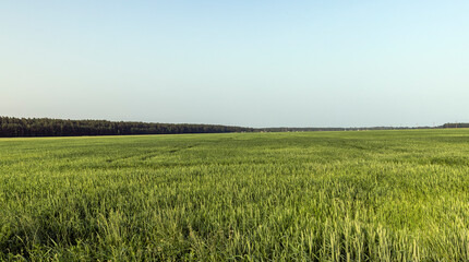 Wheat field with unripe wheat swaying in the wind
