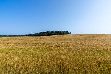 ripe wheat harvest in summer