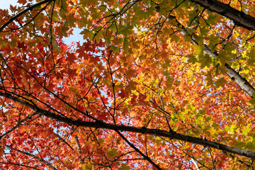 Backlit view of a maple tree turning colors in autumn