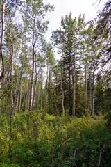 Wilderness of the boreal forest in northern Canada, Yukon Territory during summer time with poplar and birch trees. 