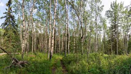Fototapeta premium Wilderness of the boreal forest in northern Canada, Yukon Territory during summer time with poplar and birch trees. 