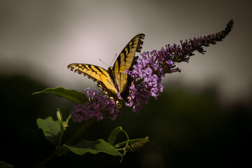 butterfly on thistle