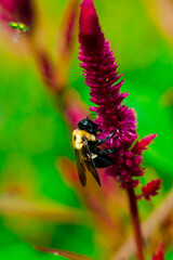 bee on a flower collecting pollen