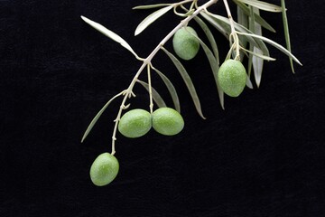 Detalle de una rama de olivo con varias aceitunas verdes sobre fondo negro