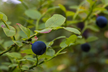 Dark blue ripe blueberry close-up on a twig of a bush in a natural environment, in the evening summer forest.