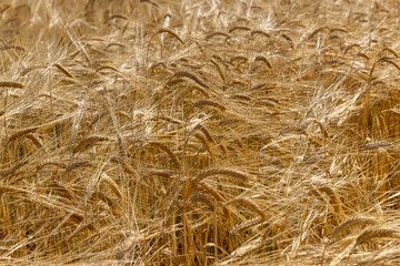 ripe wheat harvest in summer