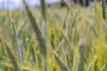 Wheat field with unripe wheat swaying in the wind