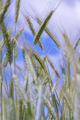 A field with unripe wheat in the summer season