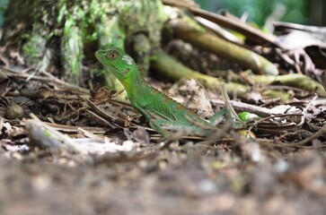 Lizard on the floor