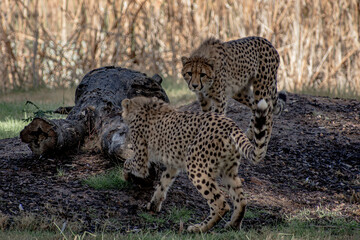 2 cheetahs playing with one another 