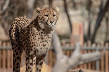 Cheetah portrait