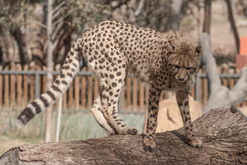 cheetah in the standing on a log looking down