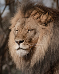 close up head shot of a male Lion eyes shut