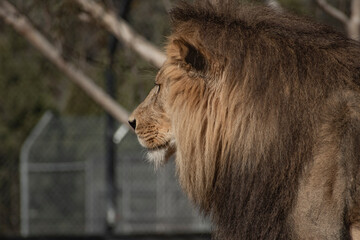close up head shot of a male Lion, side view 